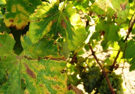 Желтые листья на винограде – причины и лечение